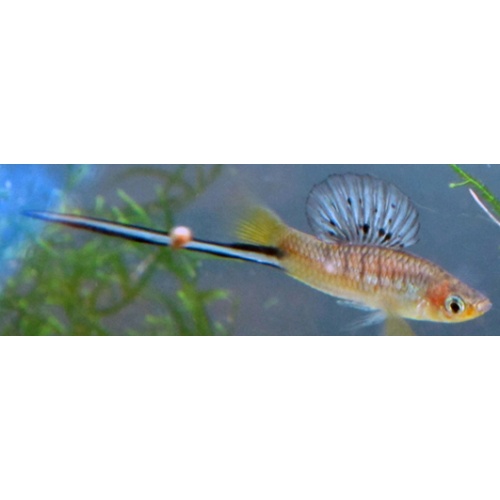 Xiphophorus montezumae, Ojo Caliente, 7 juvs