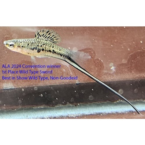 Xip montezumae, Tamasopo, Mottled Ivory Monty 7 juvs