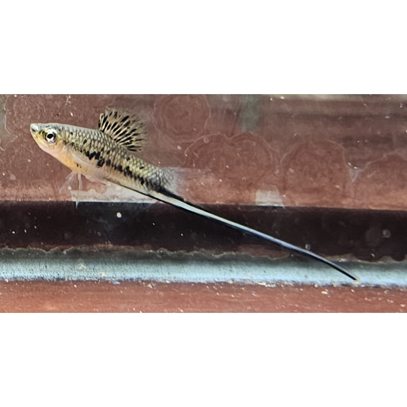 Xip montezumae, Tamasopo, Mottled Ivory Monty 7 juvs
