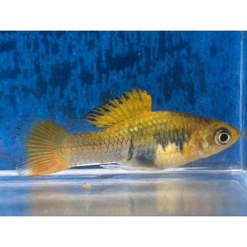 X. variatus encino