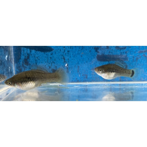 X. maculatus variatus zarco