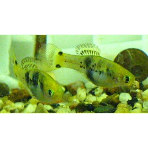 Xiphophorus xiphidium, Rio Purification, the Spiketail Platy 7 juvs