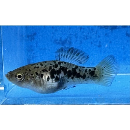 X. variatus Zarco