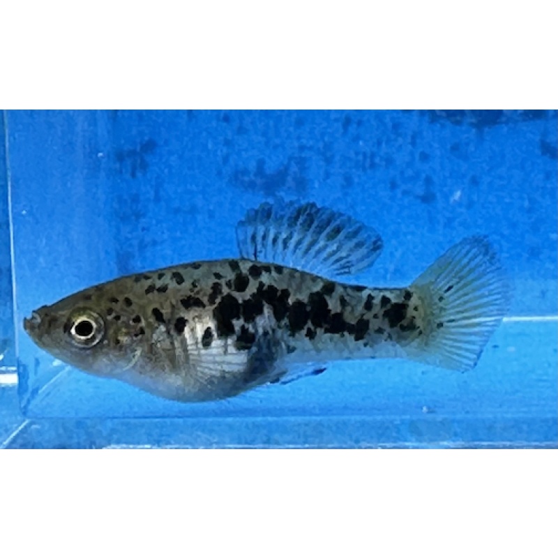 X. variatus Zarco