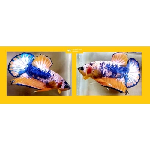 YELLOW FANCY!! #1 (Shipping Cost Included on Price)