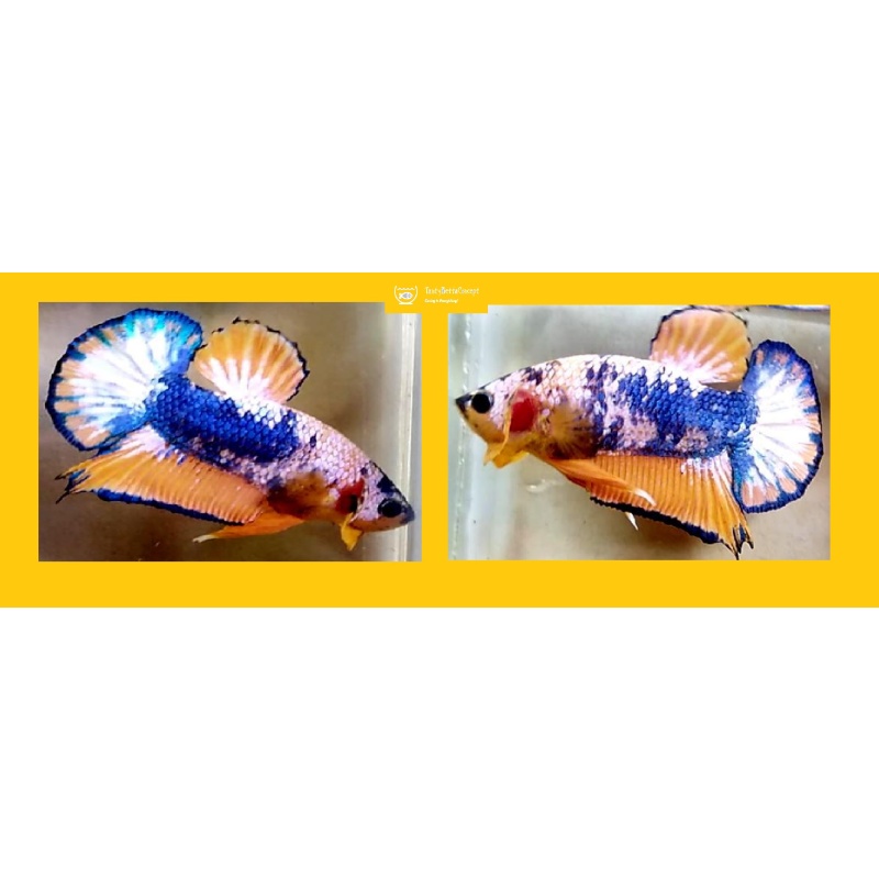 YELLOW FANCY!! #1 (Shipping Cost Included on Price)