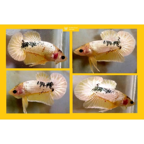 YELLOW FCCP!! #1 (Shipping Cost Included on Price)