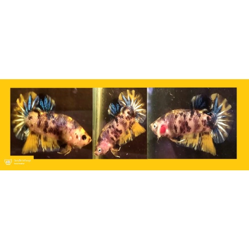 YELLOW KOI MARBLE!! #1 (Shipping Cost Included in Price)