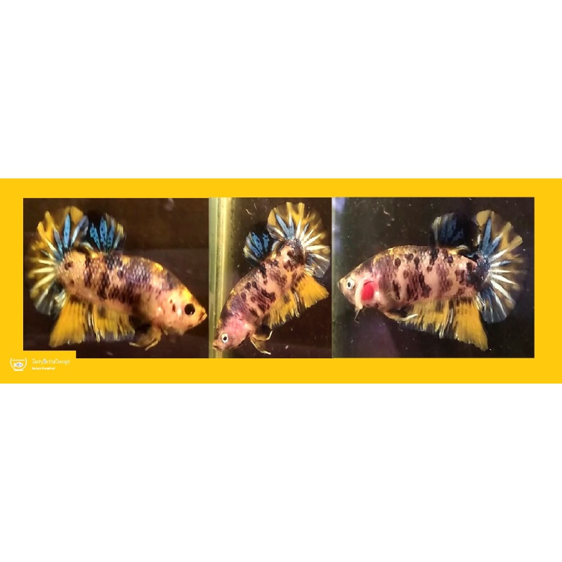 YELLOW KOI MARBLE!! #1 (Shipping Cost Included in Price)