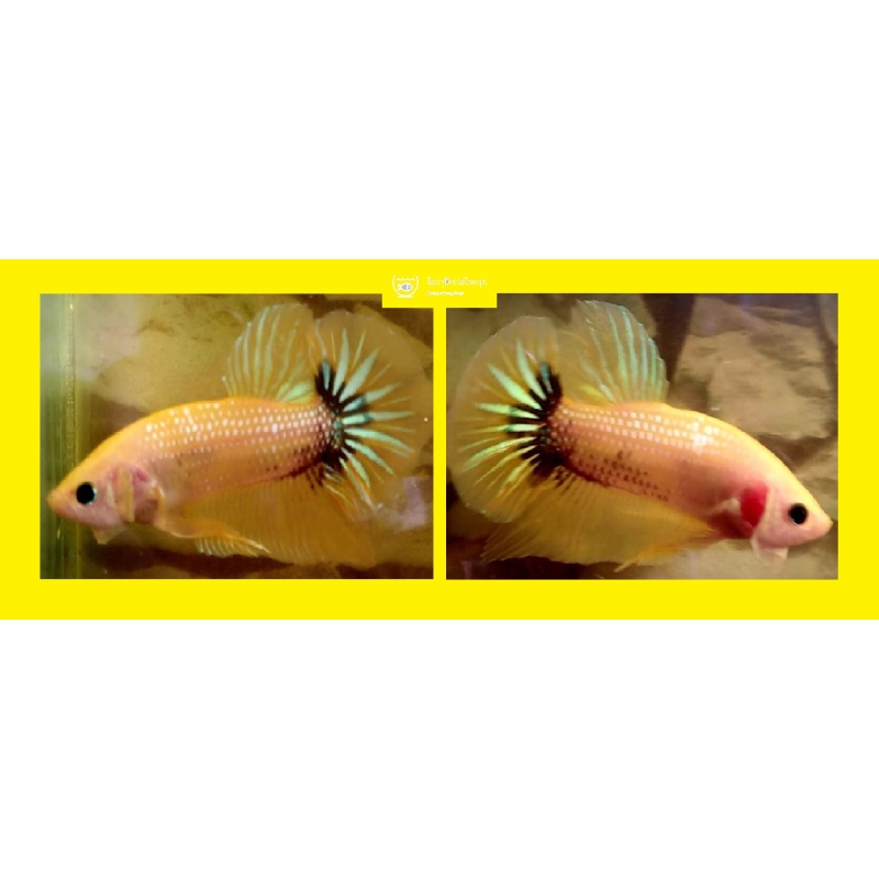 YELLOW PINEAPPLE METALLIC JUNIOR!! #1 (Shipping Cost Included on Price)