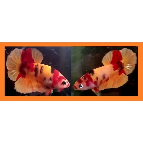 YOUNG ORANGE-BASED KOI!! #1 (Shipping Cost Included in Price)