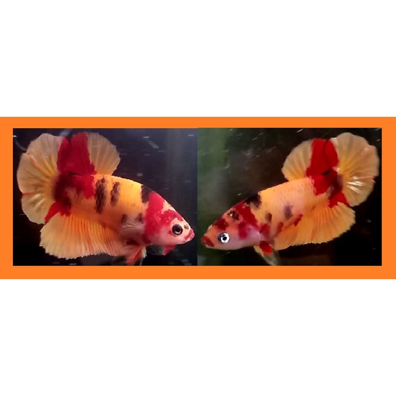 YOUNG ORANGE-BASED KOI!! #1 (Shipping Cost Included in Price)