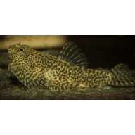 8 juvenile Sewellia speciosa super rare