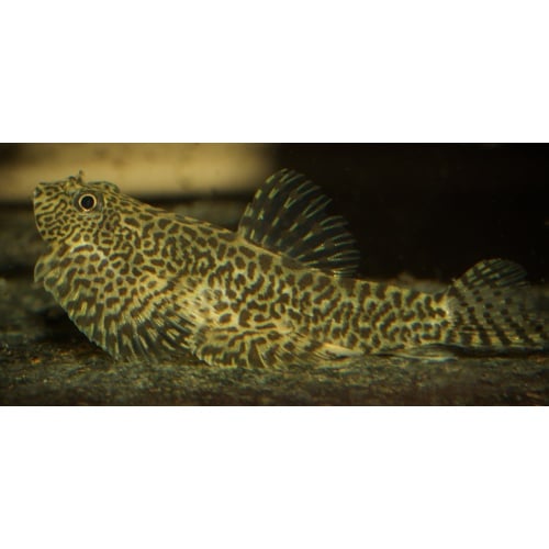 5 juvenile Sewellia speciosa super rare