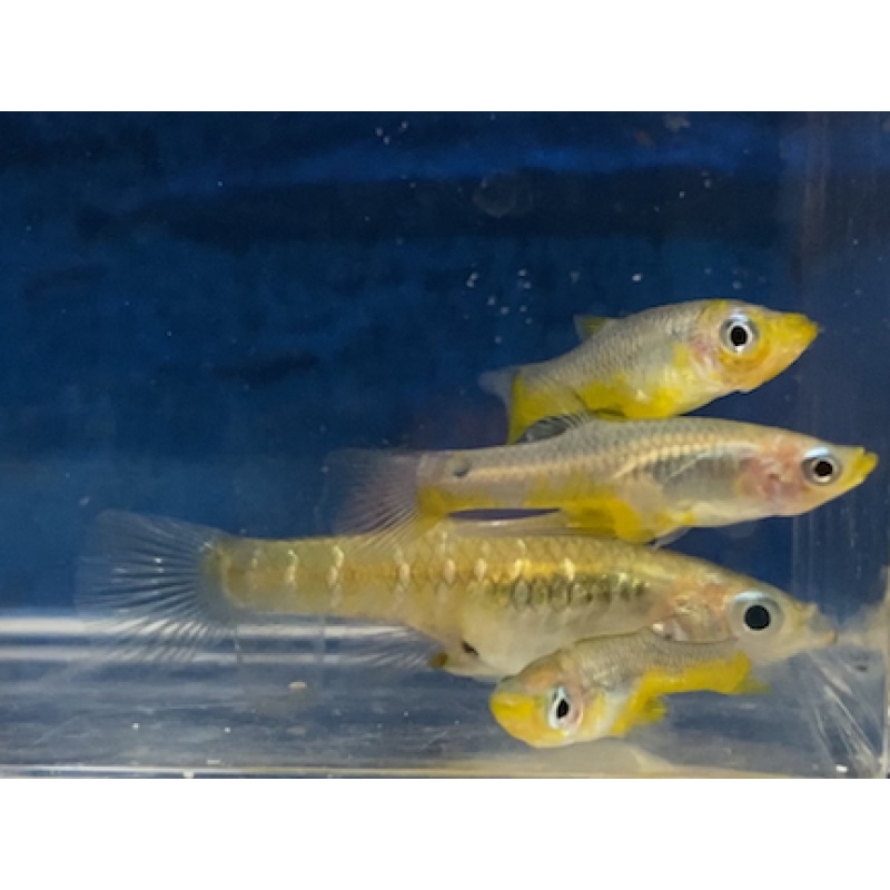 Yellow Belly Giradina