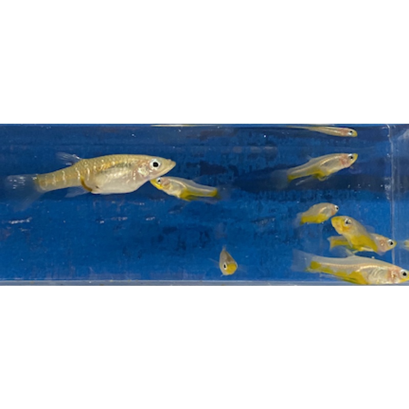 Yellow Belly Giradina