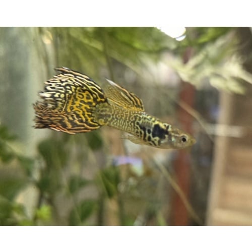 Yellow Galaxy Sunset-Breeder Trio