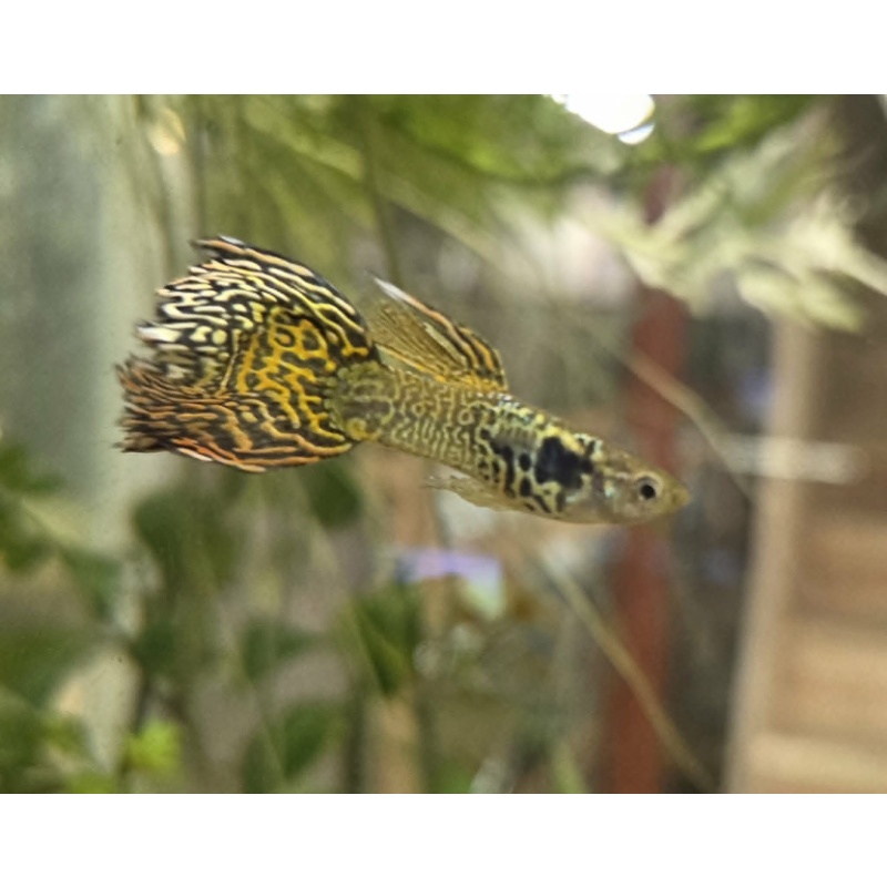 Yellow Galaxy Sunset-Breeder Trio