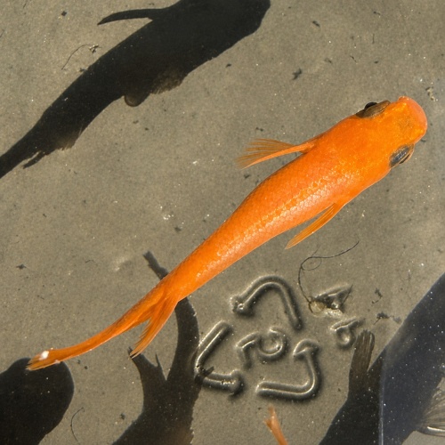 8 - Yokihi Medaka - Orange Rice Fish