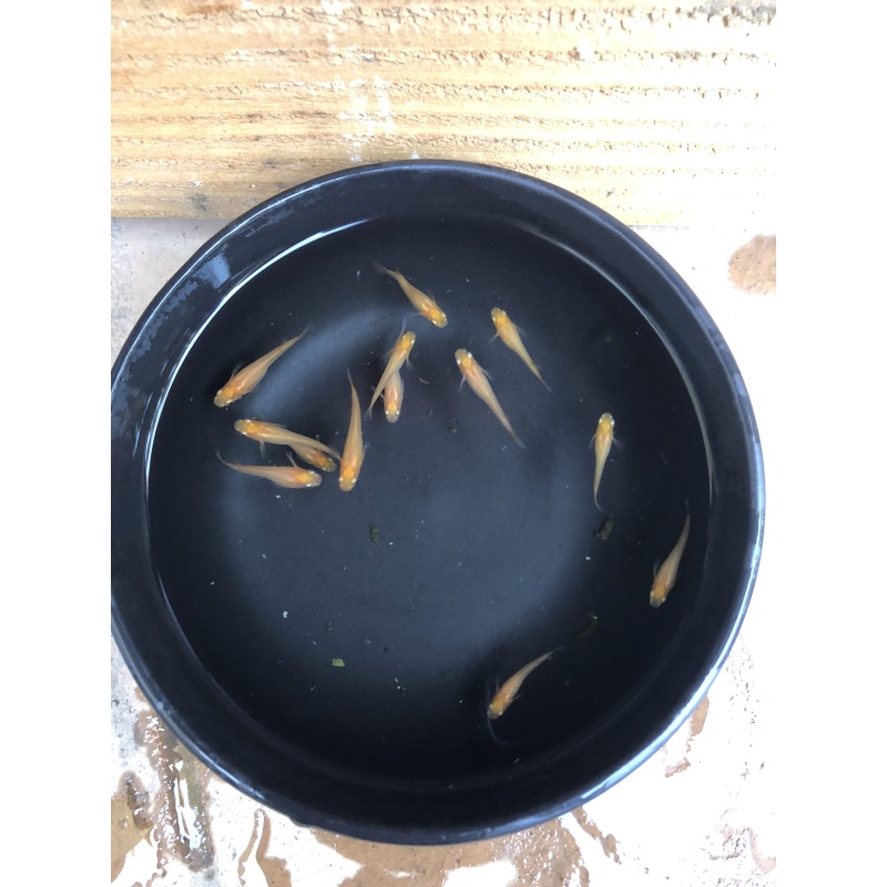 (8) Orange Medaka (Yokihi Japanese Ricefish)