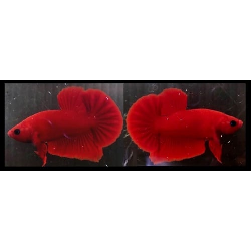 PURE RED HELLBOY!! #2 (Shipping Cost Included in Price)