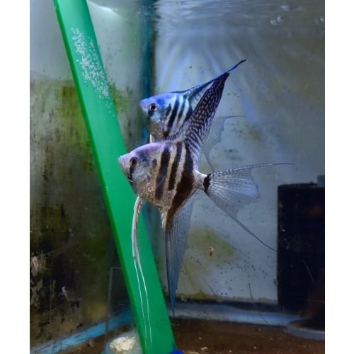 # 1 -One Pair super veil Zebra Angelfish .