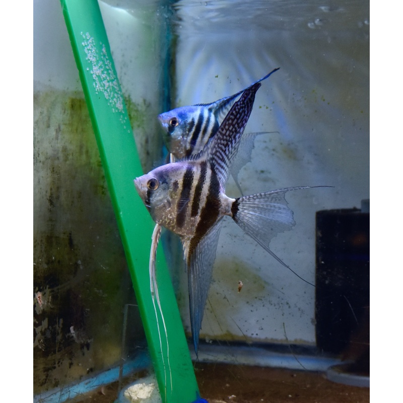 # 1 -One Pair super veil Zebra Angelfish .