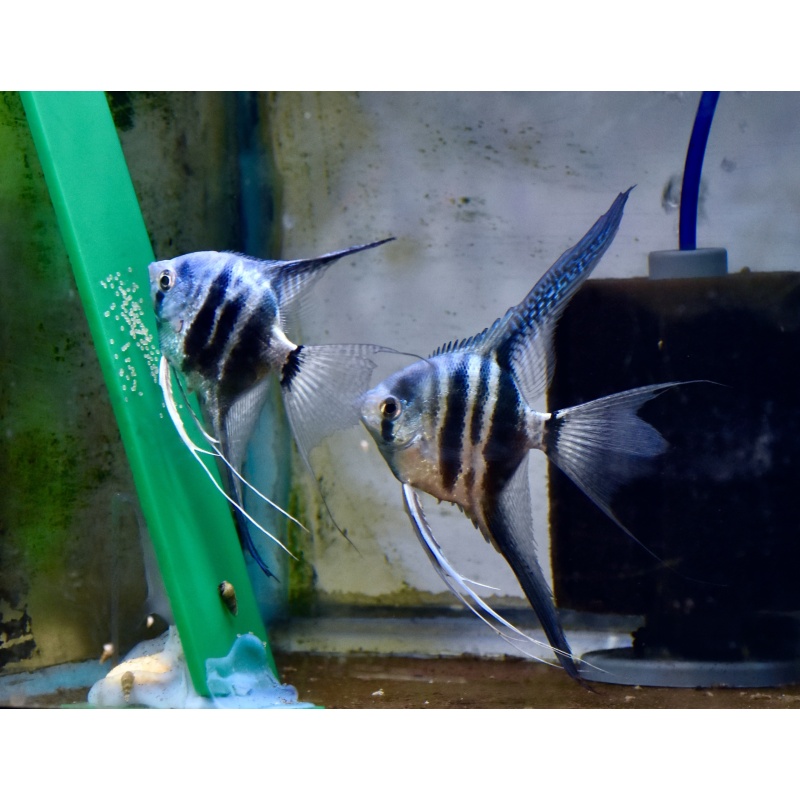 One Pair of blue super veil Angelfish