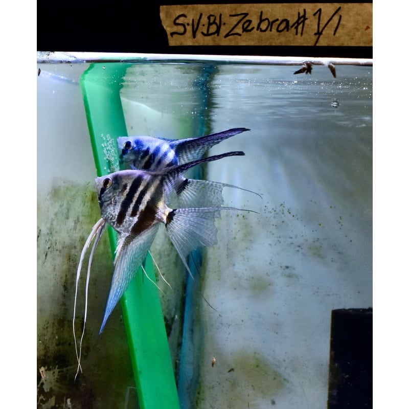 # 1 -One Pair super veil Zebra Angelfish .