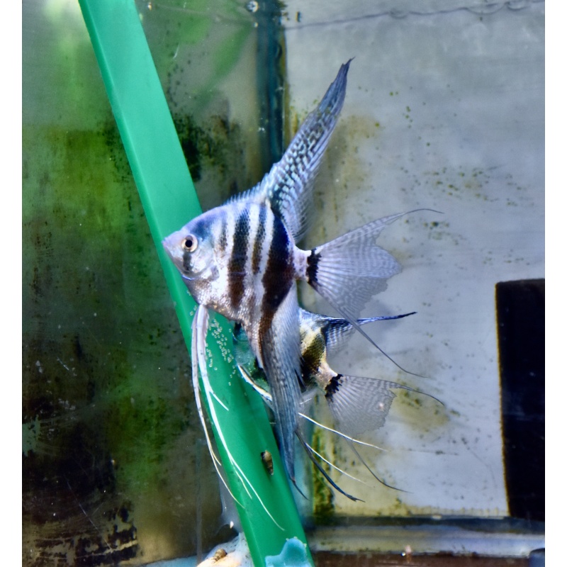 One Pair of blue super veil Angelfish