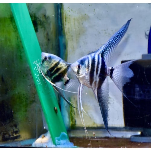 One Pair of blue super veil Angelfish