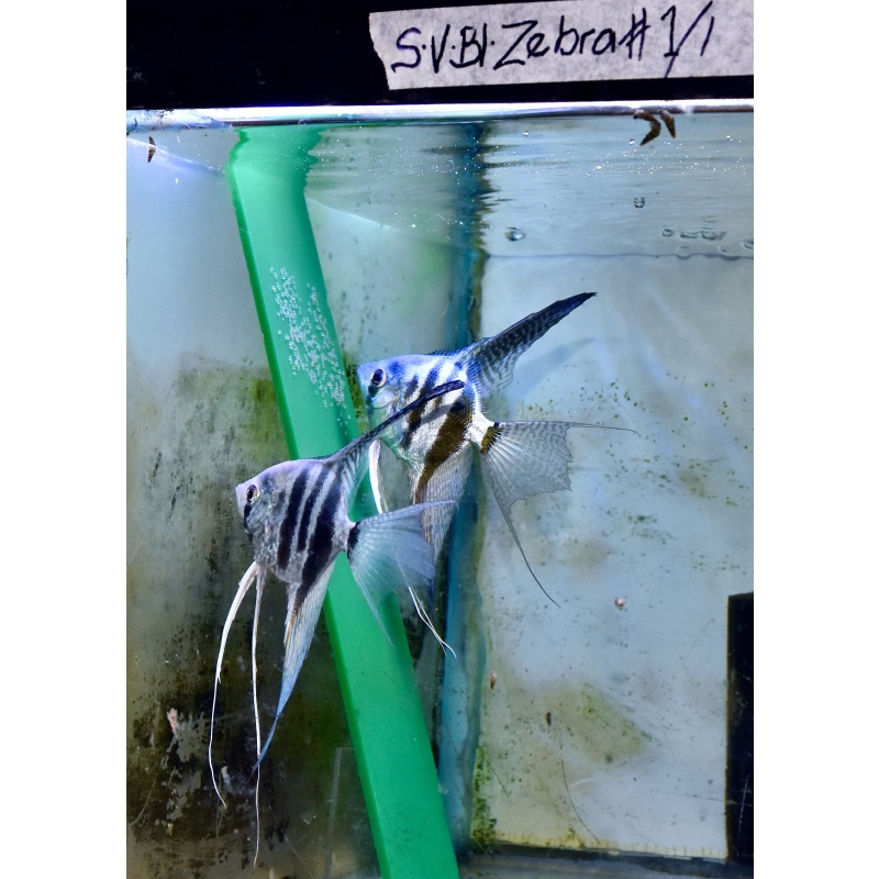 # 1 -One Pair super veil Zebra Angelfish .