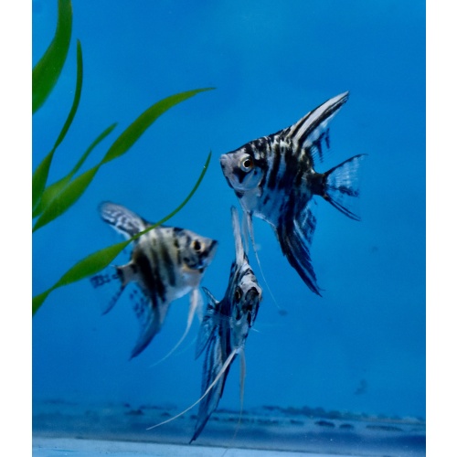 6 Quarter size blue marble  Angelfish