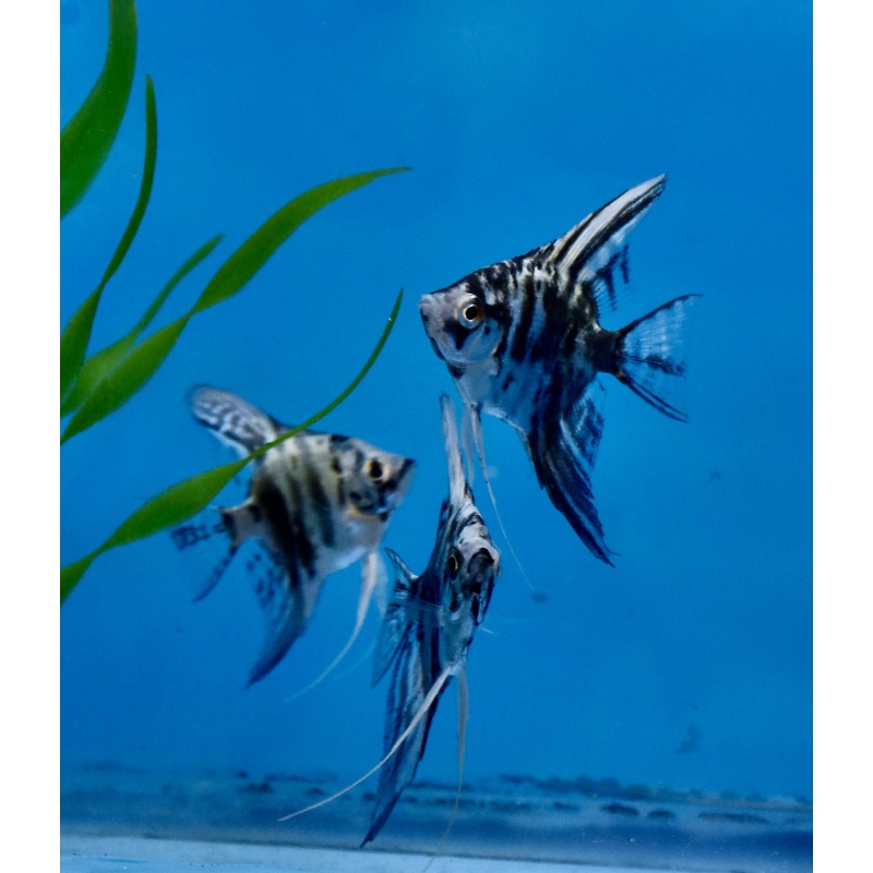6 Quarter size blue marble  Angelfish