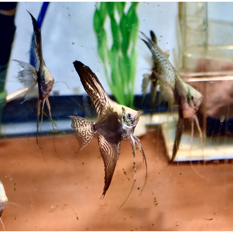 6 Blue smokey Angelfish quarter size .