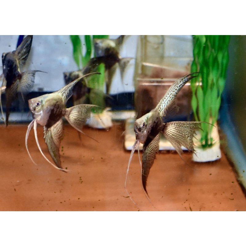 6 Blue smokey Angelfish quarter size .