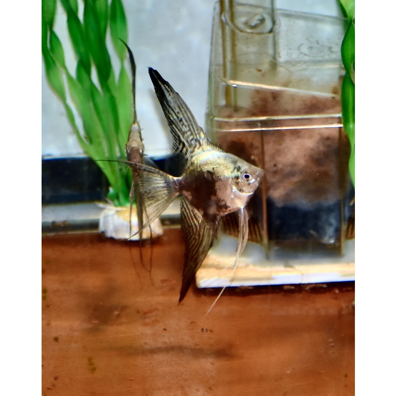 6 Blue smokey Angelfish quarter size .
