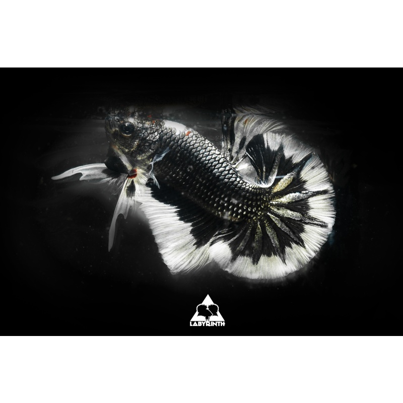 Black Copper Butterfly HMPK | The Labyrinth