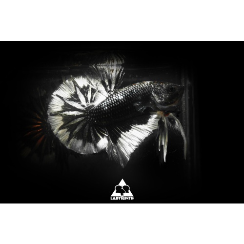 Black Copper Butterfly HMPK | The Labyrinth