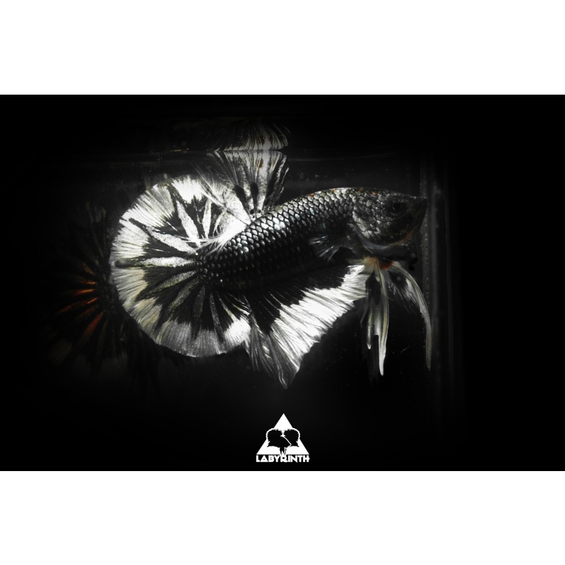 Black Copper Butterfly HMPK | The Labyrinth