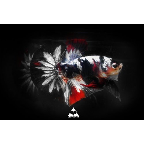 Titanium Koi Galaxy HMPK | The Labyrinth