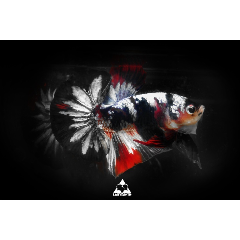 Titanium Koi Galaxy HMPK | The Labyrinth