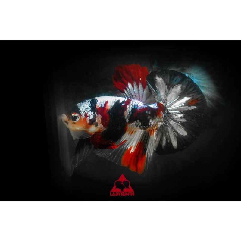 Titanium Koi Galaxy HMPK | The Labyrinth