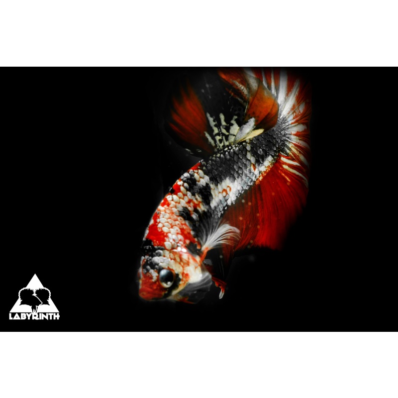 Red Copper Fancy Falcon Form HMPK