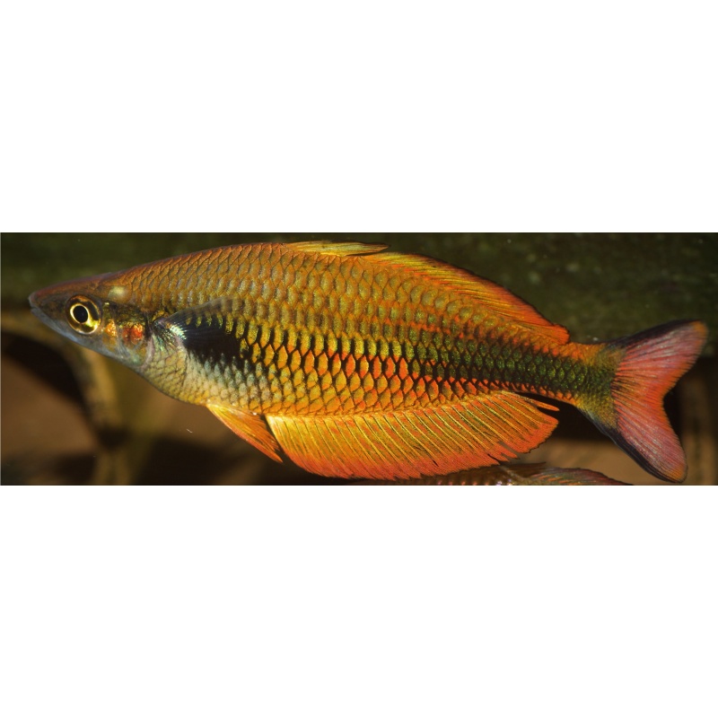 1 wild caught male Melanoataenia sp. from the Bomberai Peninsula