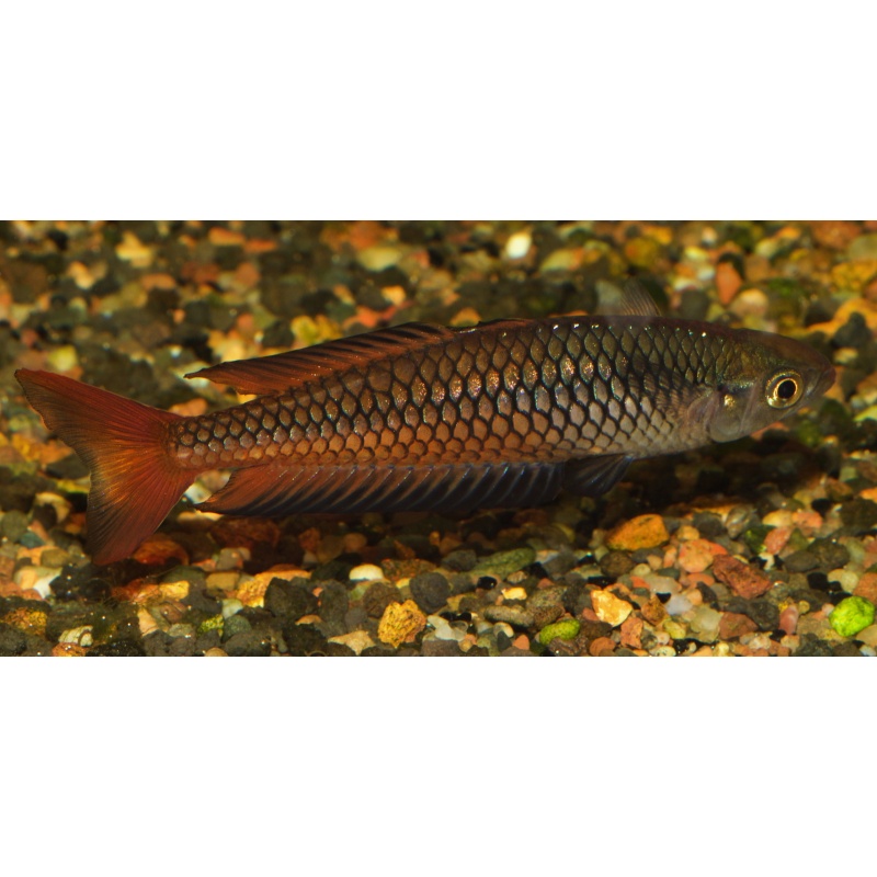8 young adult Rhadinocentrus ornatus from Carland Creek