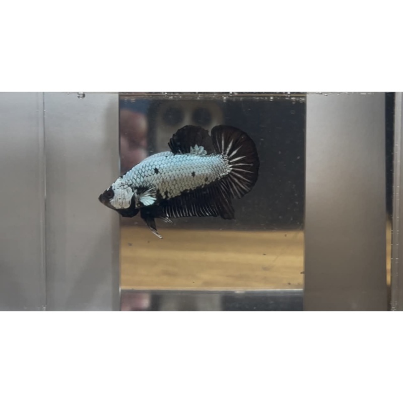 +++SHOW QUALITY+++ Black Dragon HMPK male #2