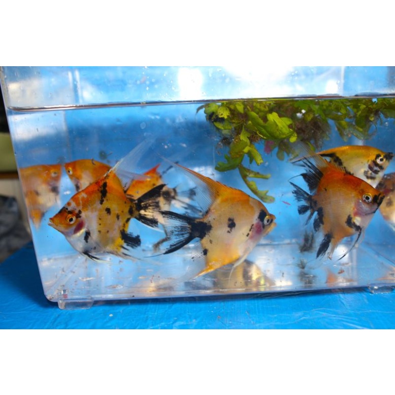 8 ORANGE KOI ANGELFISH!!! QUARTER TO HALF DOLLAR SIZE!!!