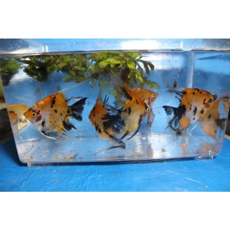 8 ORANGE KOI ANGELFISH!!! QUARTER TO HALF DOLLAR SIZE!!!