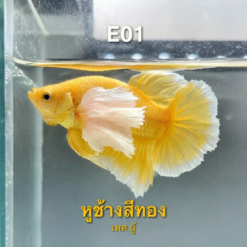 E01 Golden Elephant Ear Halfmoon Betta Male